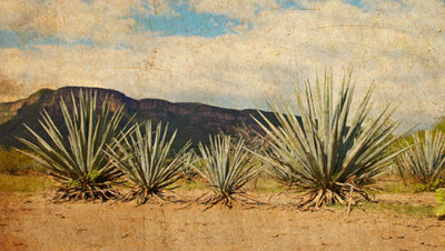 What Is Mezcal And How Does It Compare To Tequila?