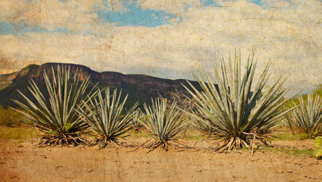 What Is Mezcal And How Does It Compare To Tequila?